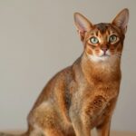 Abyssinian cat with distinctive ticked coat sitting elegantly