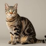 American Bobtail cat with distinctive short tail sitting regally