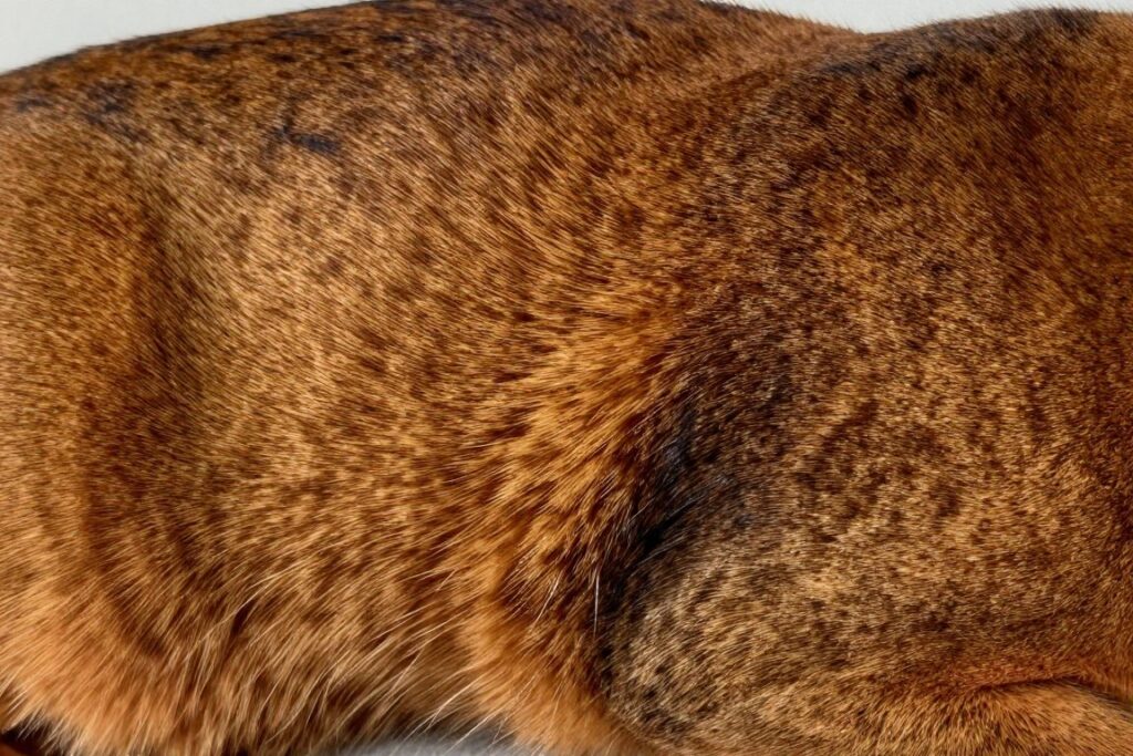 Close-up of Abyssinian cat showing distinctive ticked coat pattern