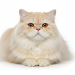 Elegant Persian cat with long luxurious cream coat and large copper eyes